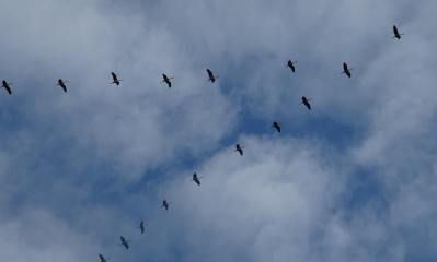 Im Frühjahr ein gewohntes Bild: Kraniche, die in der V-Formation fliegen.